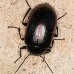 Chalcopteroides spectabilis at Melba, ACT - 21 Jun 2024 04:34 PM