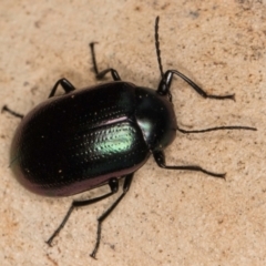 Chalcopteroides spectabilis at Melba, ACT - 21 Jun 2024 04:34 PM