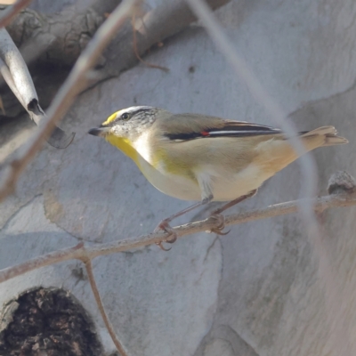 Pardalotus striatus (Striated Pardalote) at Walla Walla, NSW - 21 Jun 2024 by MichaelWenke