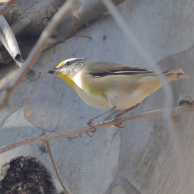 Pardalotus striatus (Striated Pardalote) at Walla Walla, NSW - 21 Jun 2024 by Trevor