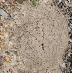 Solenopsis invicta (Fire Ant, Red Imported Fire Ant) at Karalee, QLD - 20 Jun 2024 by Jiggy