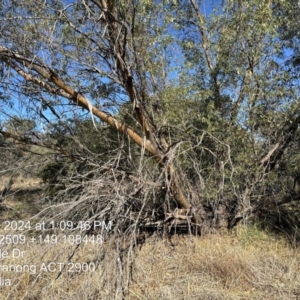 Eucalyptus stellulata at Fadden, ACT - 23 Jun 2024