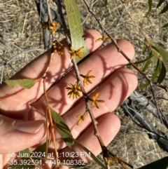 Eucalyptus stellulata at Fadden, ACT - 23 Jun 2024 01:09 PM