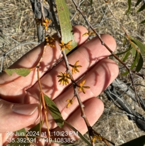 Eucalyptus stellulata at Fadden, ACT - 23 Jun 2024 01:09 PM