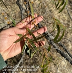 Eucalyptus stellulata at Fadden, ACT - 23 Jun 2024 01:09 PM