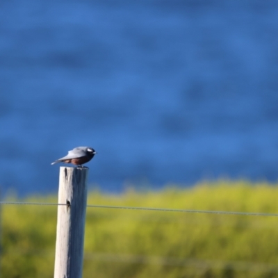 Artamus superciliosus (White-browed Woodswallow) at Ben Boyd National Park - 27 May 2024 by Liam.m