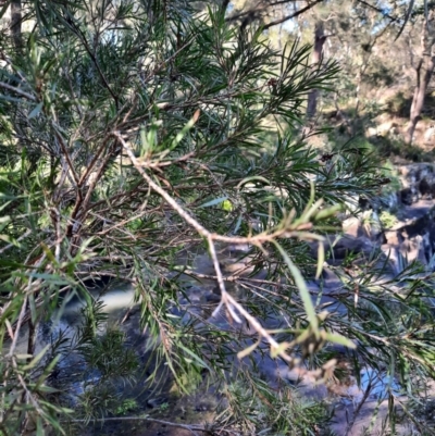 Callistemon sieberi (River Bottlebrush) at Koreelah National Park - 23 Jun 2024 by MB