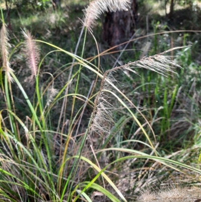 Cenchrus purpurascens (Swamp Foxtail) at Koreelah National Park - 23 Jun 2024 by MB