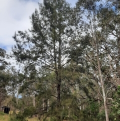 Allocasuarina torulosa (Forest Oak) at Legume, NSW - 23 Jun 2024 by MB