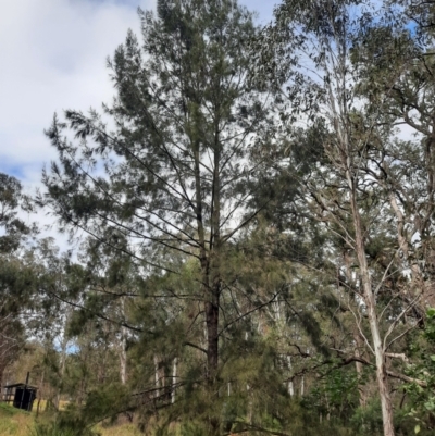 Allocasuarina torulosa (Forest Oak) at Legume, NSW - 23 Jun 2024 by MB