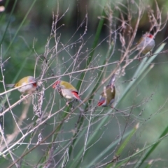 Neochmia temporalis (Red-browed Finch) at Koreelah National Park - 23 Jun 2024 by MB