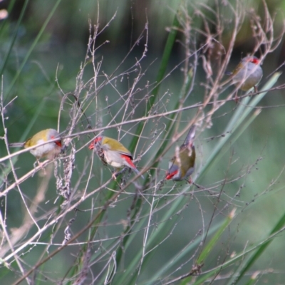 Neochmia temporalis (Red-browed Finch) at Koreelah National Park - 23 Jun 2024 by MB