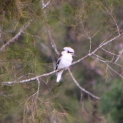 Dacelo novaeguineae (Laughing Kookaburra) at Koreelah, NSW - 23 Jun 2024 by MB