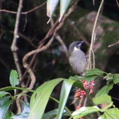 Meliphaga lewinii (Lewin's Honeyeater) at The Falls, QLD - 23 Jun 2024 by MB