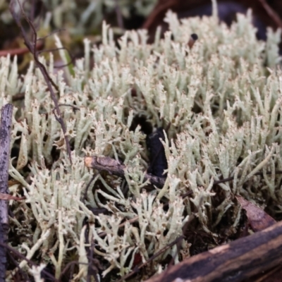 Cladonia sp. (genus) (Cup Lichen) at Yackandandah, VIC - 23 Jun 2024 by KylieWaldon