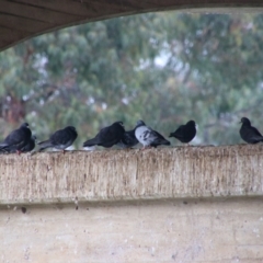 Columba livia (Rock Dove (Feral Pigeon)) at Inverell, NSW - 21 Jun 2024 by MB