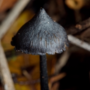 zz agaric (stem; gill colour unknown) at ANBG - 23 Jun 2024