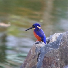 Ceyx azureus (Azure Kingfisher) at Inverell, NSW - 21 Jun 2024 by MB