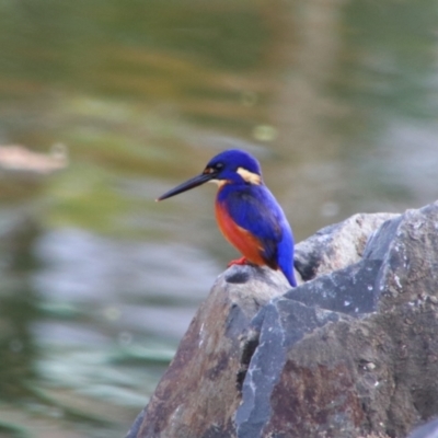 Ceyx azureus (Azure Kingfisher) at Inverell, NSW - 21 Jun 2024 by MB