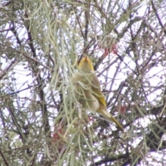 Ptilotula penicillata (White-plumed Honeyeater) at Inverell, NSW - 21 Jun 2024 by MB