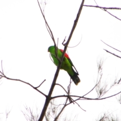 Aprosmictus erythropterus (Red-winged Parrot) at Inverell, NSW - 21 Jun 2024 by MB