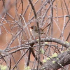 Malurus cyaneus (Superb Fairywren) at Inverell, NSW - 20 Jun 2024 by MB