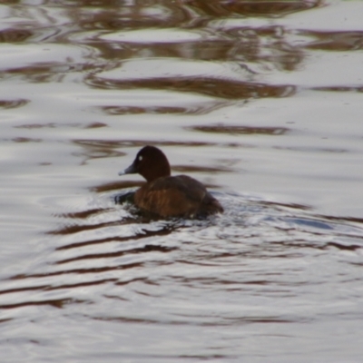 Aythya australis (Hardhead) at Inverell, NSW - 21 Jun 2024 by MB