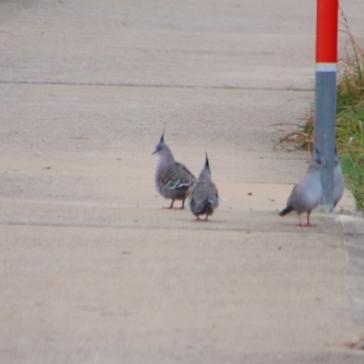 Ocyphaps lophotes (Crested Pigeon) at Inverell, NSW - 20 Jun 2024 by MB