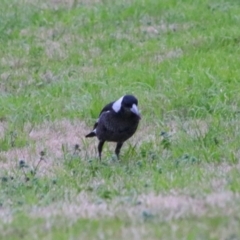 Gymnorhina tibicen (Australian Magpie) at Inverell, NSW - 20 Jun 2024 by MB