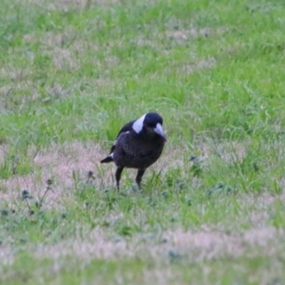 Gymnorhina tibicen (Australian Magpie) at Inverell, NSW - 20 Jun 2024 by MB