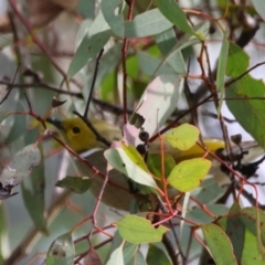 Ptilotula penicillata (White-plumed Honeyeater) at Inverell, NSW - 21 Jun 2024 by MB