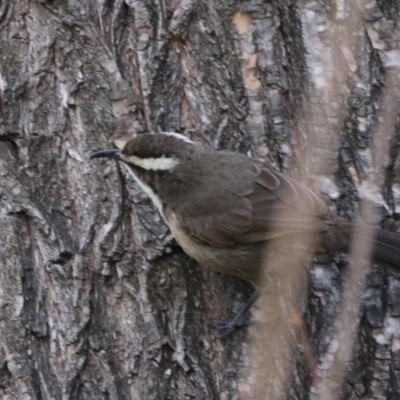 Pomatostomus superciliosus (White-browed Babbler) at Inverell, NSW - 21 Jun 2024 by MB