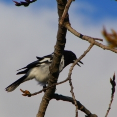 Cracticus nigrogularis (Pied Butcherbird) at Inverell, NSW - 21 Jun 2024 by MB