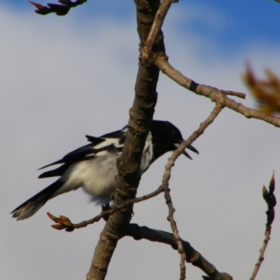 Cracticus nigrogularis (Pied Butcherbird) at Inverell, NSW - 21 Jun 2024 by MB