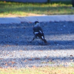 Gymnorhina tibicen (Australian Magpie) at Killarney, QLD - 22 Jun 2024 by MB