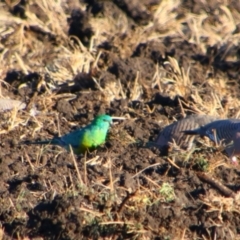 Psephotus haematonotus (Red-rumped Parrot) at Killarney, QLD - 22 Jun 2024 by MB