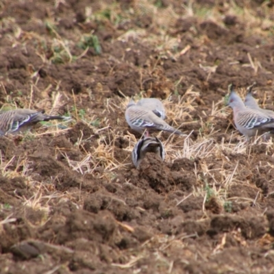 Ocyphaps lophotes (Crested Pigeon) at Killarney, QLD - 23 Jun 2024 by MB