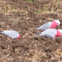 Eolophus roseicapilla (Galah) at Killarney, QLD - 23 Jun 2024 by MB