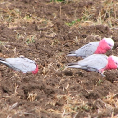 Eolophus roseicapilla (Galah) at Killarney, QLD - 23 Jun 2024 by MB