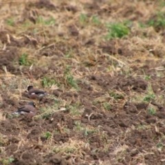 Acridotheres tristis (Common Myna) at Killarney, QLD - 23 Jun 2024 by MB