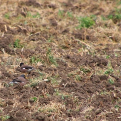 Acridotheres tristis (Common Myna) at Killarney, QLD - 23 Jun 2024 by MB