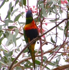 Trichoglossus moluccanus (Rainbow Lorikeet) at Killarney, QLD - 23 Jun 2024 by MB