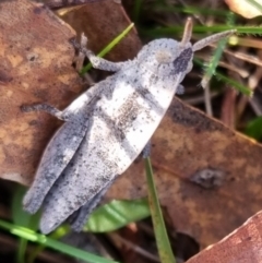 Goniaea australasiae (Gumleaf grasshopper) at QPRC LGA - 23 Jun 2024 by clarehoneydove