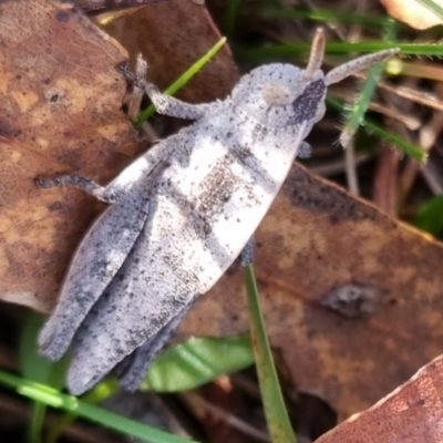 Goniaea australasiae (Gumleaf grasshopper) at QPRC LGA - 23 Jun 2024 by clarehoneydove