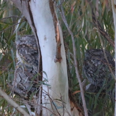 Podargus strigoides (Tawny Frogmouth) at Killarney, QLD - 22 Jun 2024 by MB