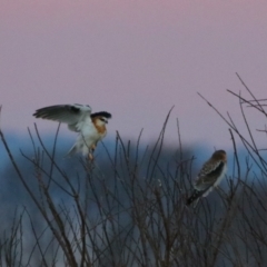 Elanus axillaris (Black-shouldered Kite) at Killarney, QLD - 23 Jun 2024 by MB