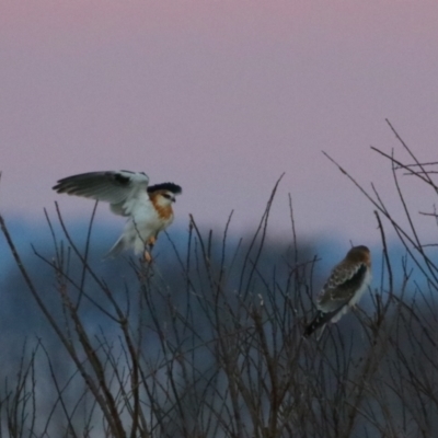 Elanus axillaris (Black-shouldered Kite) at Killarney, QLD - 23 Jun 2024 by MB