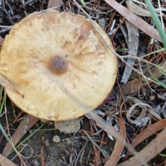 Cortinarius sp. at Cooma North Ridge Reserve - 23 Jun 2024 by mahargiani