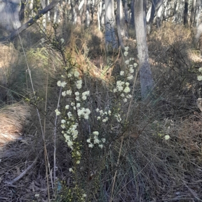 Acacia genistifolia (Early Wattle) at Black Mountain - 23 Jun 2024 by Venture