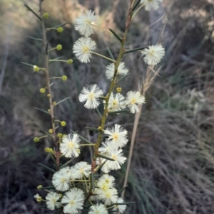 Acacia genistifolia at Black Mountain - 23 Jun 2024 02:08 PM